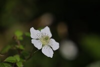 腹這い匍匐その２（クサイチゴ）