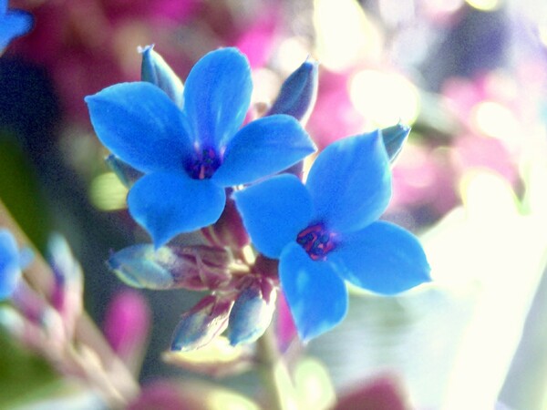 青いカランコエの花