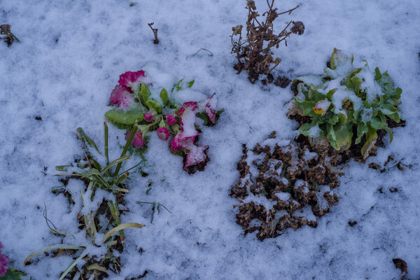 凍える花
