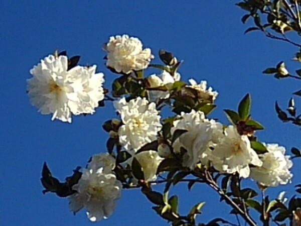 複数の街路樹の白サザンカの花