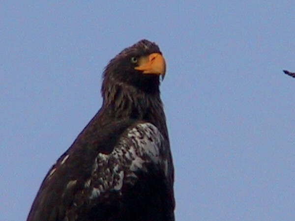 オオワシ亜成鳥