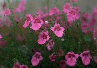 可愛らしいお花