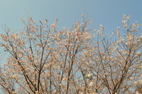 11月5日の桜