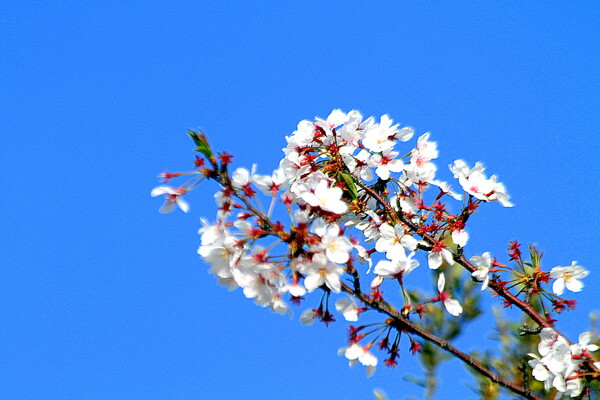 【どこでも空】桜と青空