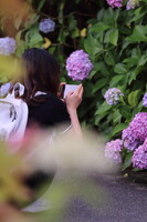 神様は指先に宿る　～紫陽花寺にて～