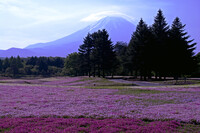 芝桜と笠雲の富士山