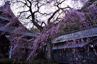 【おだやかに・・・春】 勝泉寺のしだれ桜