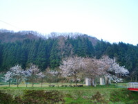 運動広場の桜