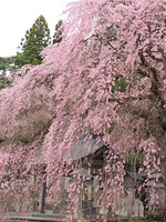 いにしえの春を思う〜南湖神社〜２