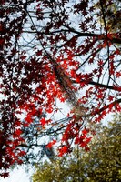 【キラキラ】１月の紅葉