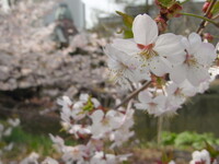 札幌道庁の桜