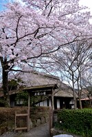 丹沢湖の桜