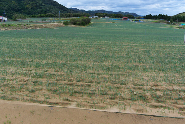 鳥取市福部町のラッキョウ畑