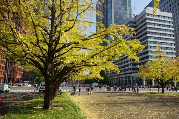 東京ど真ん中の秋