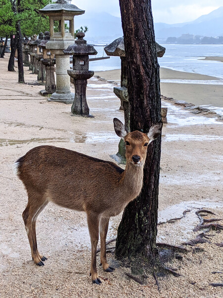 厳島神社