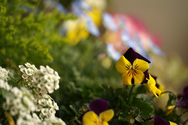 【花】プランターの春