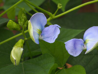 四角豆の花