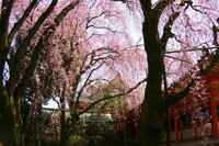 【穏やかに〜春】平安神宮の紅八重枝垂れ
