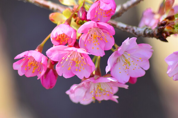 風の日の河津桜