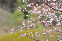 東京の花　桜
