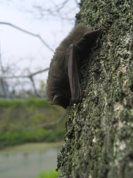 春の蝙蝠くんの横顔