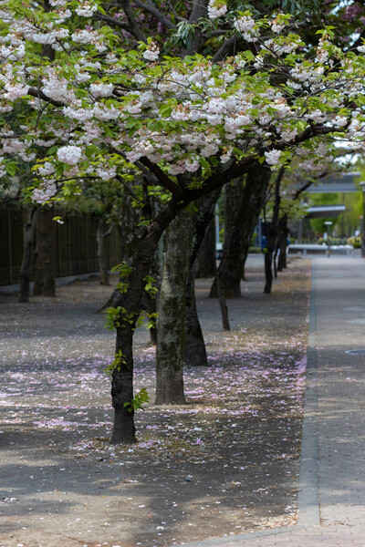 散り行く 八重桜