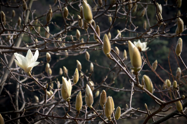 【春の予感】木蓮