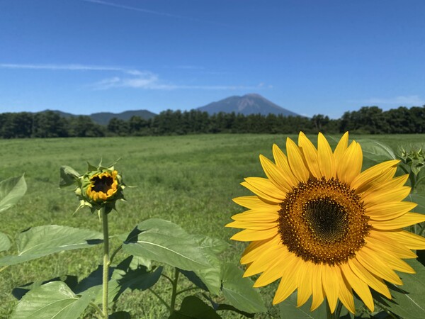 岩手山とヒマワリ