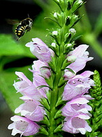 トラノオの花に蜂が