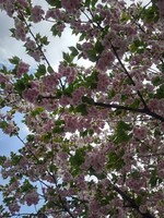 氏家駅の八重桜