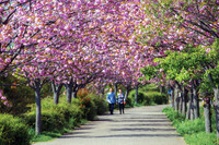 【花のある風景】八重桜の二人