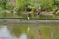 Zipline