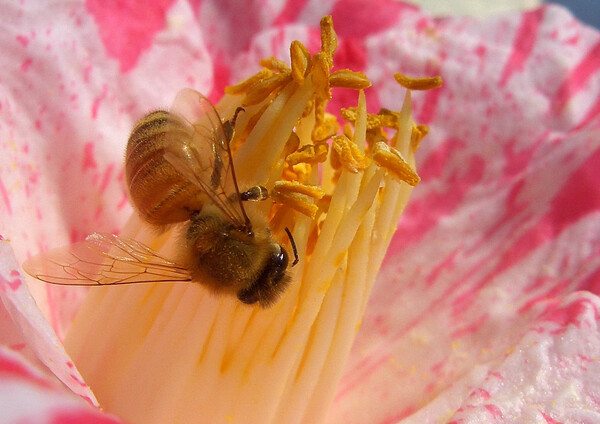 椿と蜂