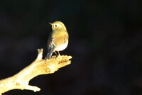 幸せの瑠璃色