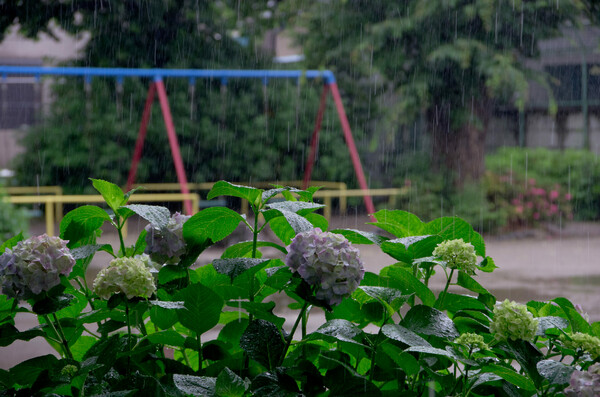 雨、公園の紫陽花