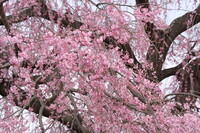 完全寺の桜