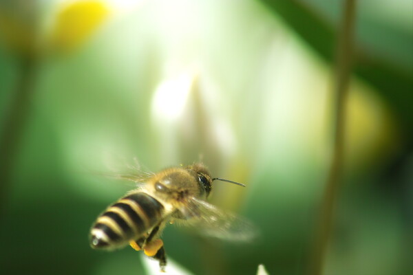 ミツバチのマーヤは