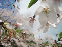 桜【緑】また来年！