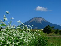 蕎麦の花咲く頃