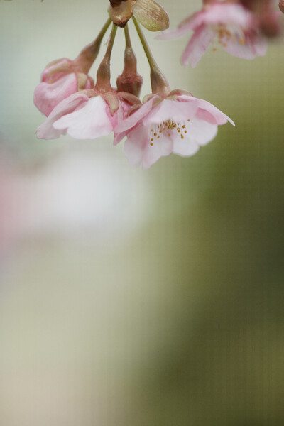 ソメイヨシノの開花はいつ？
