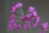 鉢植えのラッキョウの花が満開！