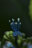 紫陽花の飾り花