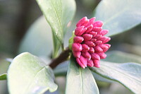 沈丁花でテスト