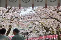 神社参道の桜