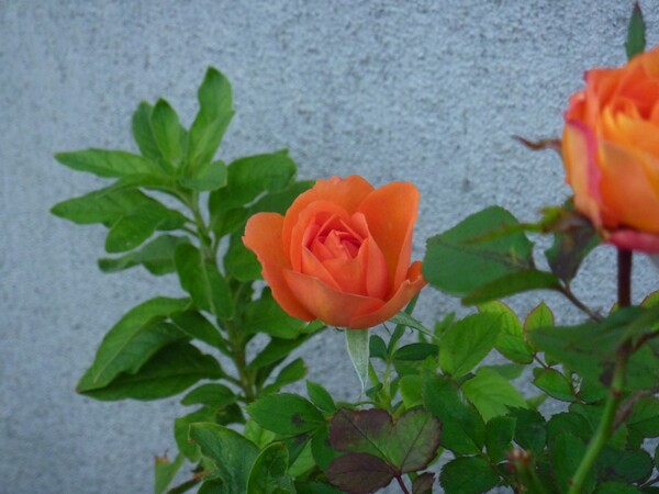 薔薇♪