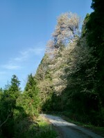 特別おおきな遅咲き尾間桜