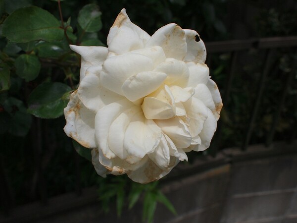 白いバラ・・・
