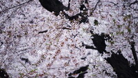 桜・ 時々雨