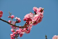 ピンク桜♪