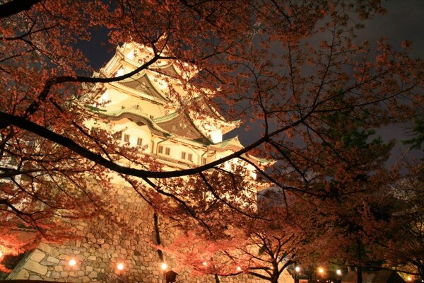 名古屋城の夜桜